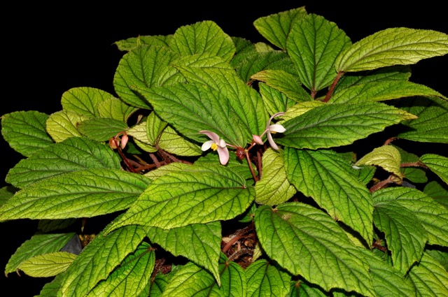 B. abdullahpieei